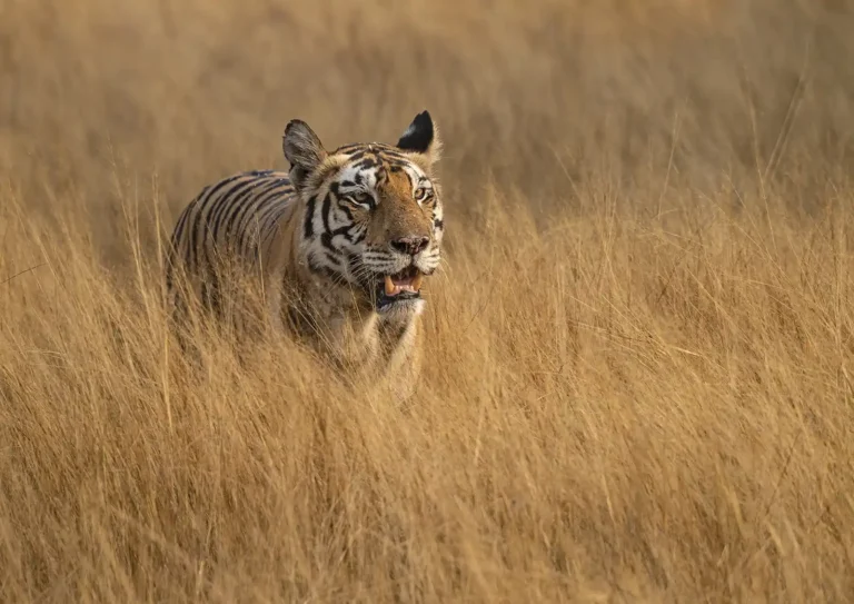 2025 WC HC-Tigress-Adrian Langdon-WadebridgePG