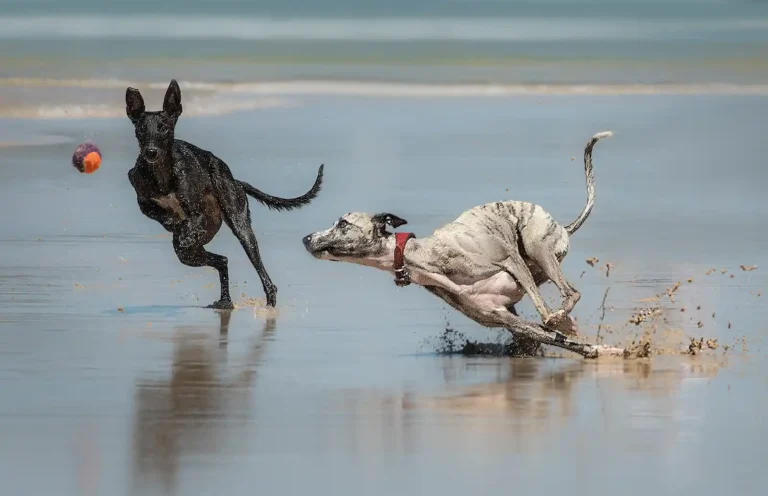 2026 CH HC - Eyes on the Ball - Bill Hall - Truro CC