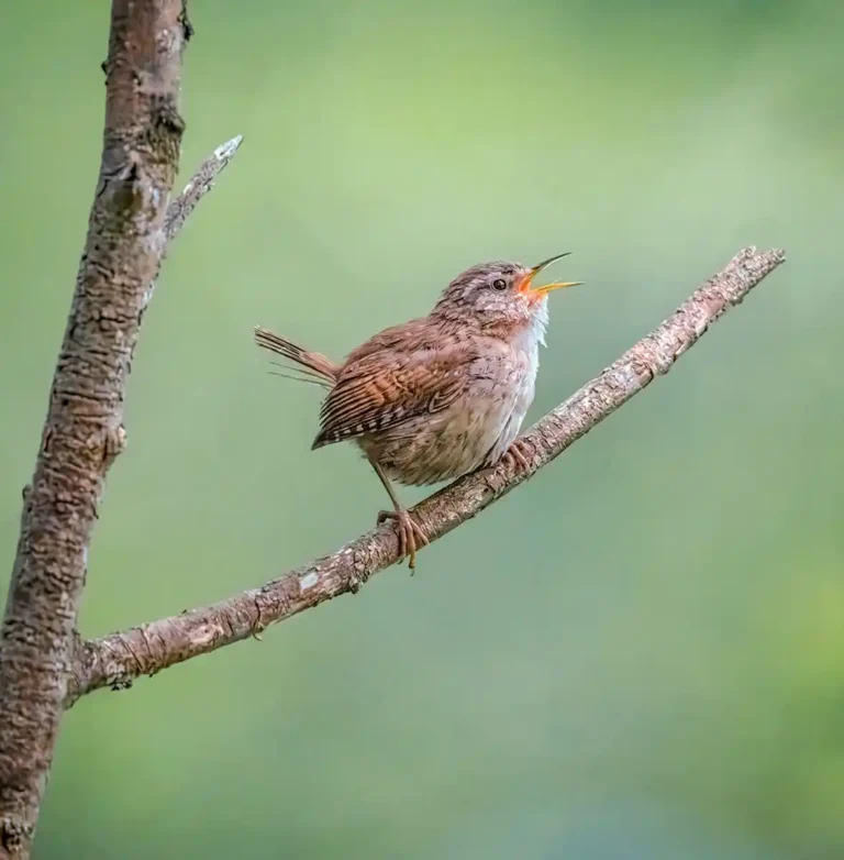 2026 ACD 3rd - Singing Wren-Chris Robins-Truro CC