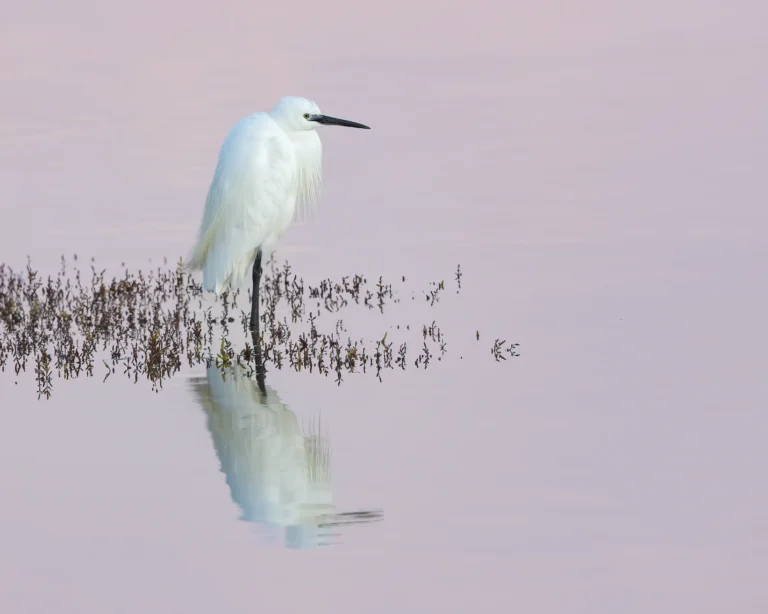 2026 ACD Best Colour Digital - Little Egret Sunrise-Terry Newing-PPG