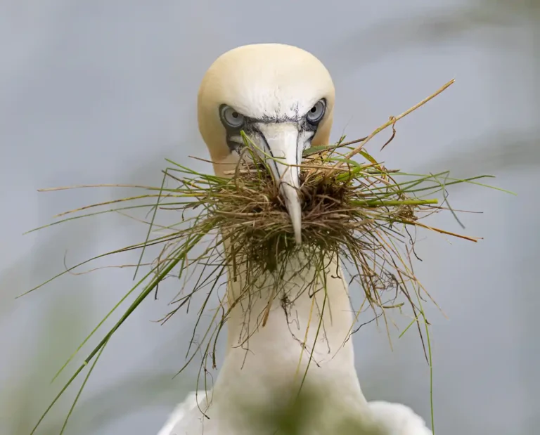 2026 ACD HC - Gannet with nest material-Adrian Langdon-Wadebridge PG