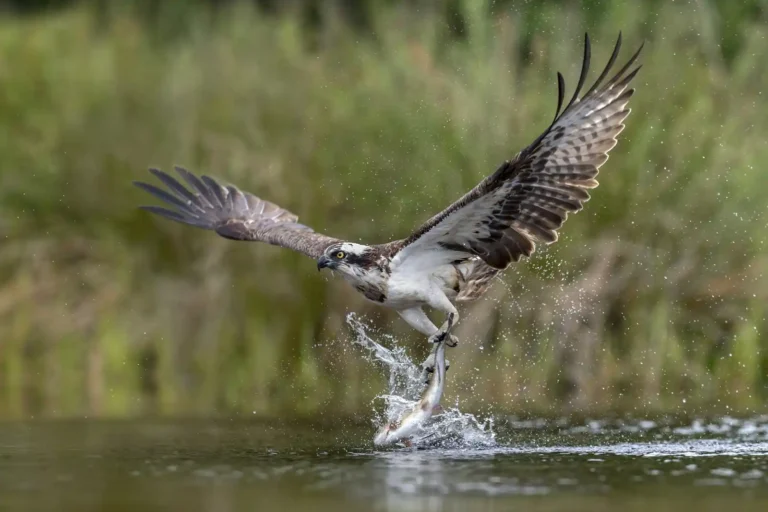 2026 ACD HC - Osprey-David Chapman-PPG