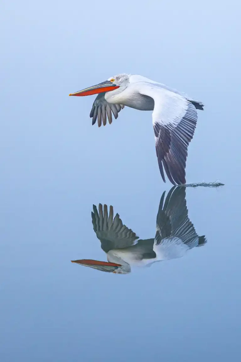 2026 ACD HC - Pelican reflection-James Moore-Liskeard CC