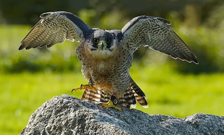 2026 ACD HC - Peregrine Falcon-Chris Kelly-Penryn CC