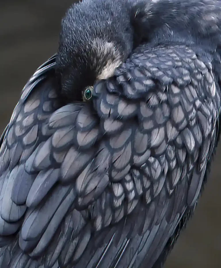 2026 ACD JA - The Cormorants Eye-Terry Newing-PPG