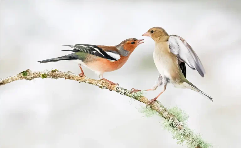 2026 ACP 1st - Winter Chaffinches-Bill Hall-TCC