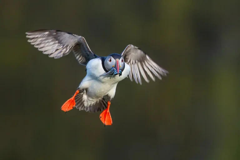 2026 ACP Best Colour Print - Puffin in Flight-David Chapman-PPG