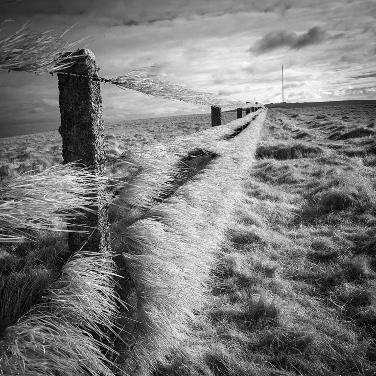 2026 ACP Best Mono Print - Fence Line-Heather Bodle-LauncestonCC
