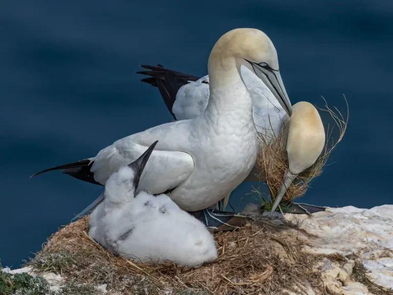 2026 ACP HC - Gannet Nest-James Lawrence-PPG