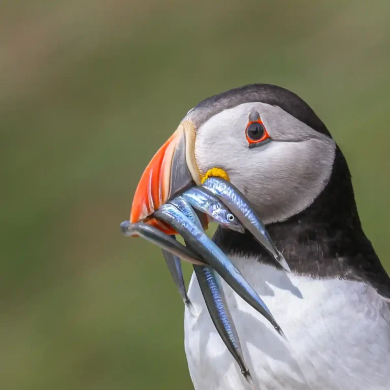2026 ACP HC - Puffin-Bernice Kelly-PenrynCC